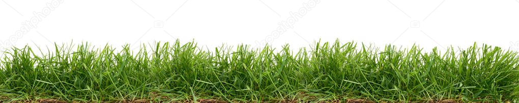 Fresh green grass isolated against a white background