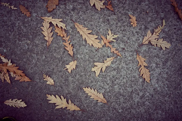 Bir sonbahar yaprağı ve asfalt dokulu backgroun close-up üst görünümü — Stok fotoğraf