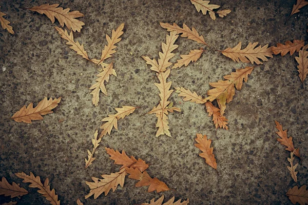 Vista superior de cerca de una hoja de otoño y asfalto texturizado backgroun — Foto de Stock