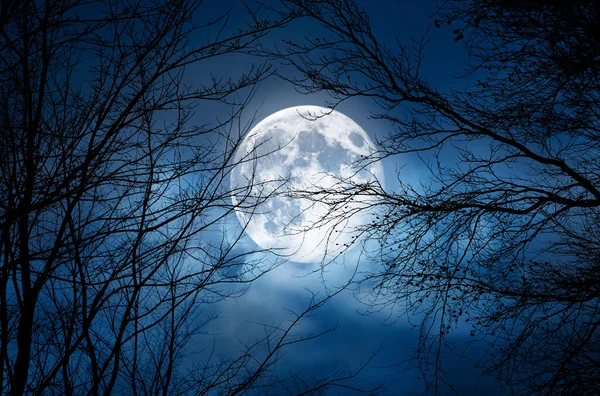 Silhouette Arbre Halloween Branche Nue Effrayant Contre Ciel Nocturne Bleu — Photo