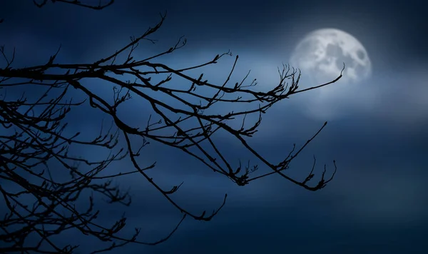 Силуэт Жуткой Голой Ветки Хэллоуина Против Зимнего Голубого Ночного Неба Стоковое Изображение
