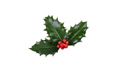 Bir filiz, üç yaprak, yeşil çoban püskülü ve kırmızı böğürtlen Noel süslemesi için beyaz arka planda izole edilmiş..