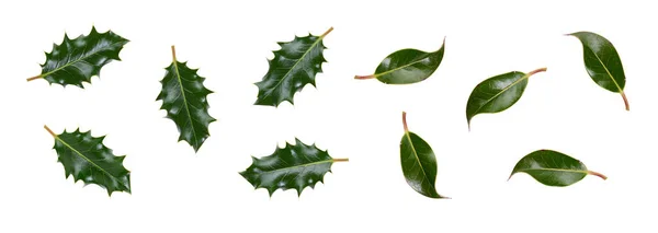 Collection Smooth Spiky Green Holly Leaves Christmas Decoration Isolated White — Stock Photo, Image
