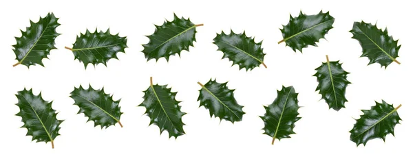 Collction Medium Sized Green Spiky Holly Leaves Christmas Decoration Isolated — Stock Photo, Image