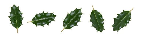 Collction Large Sized Green Spiky Holly Leaves Christmas Decoration Isolated — Stock Photo, Image