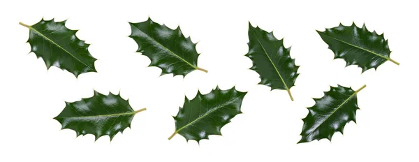 Collction Large Sized Green Spiky Holly Leaves Christmas Decoration Isolated — Stock Photo, Image