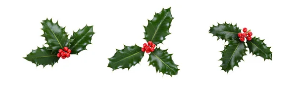Holly Sprig Collection Three Leaves Green Holly Red Berries Christmas — Stock Photo, Image