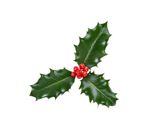 绿色冬青和红色浆果做成的小枝条 三片叶子 用于圣诞装饰 与白色背景隔离 图库照片