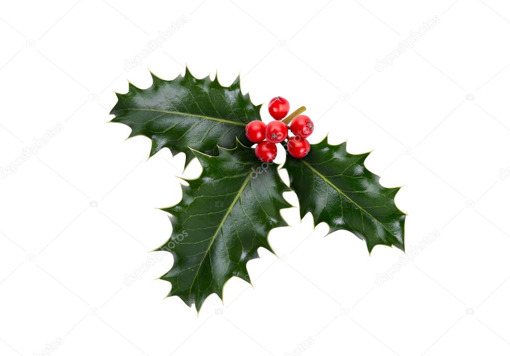 A sprig, three leaves, of green holly and red berries for Christmas decoration isolated against a white background.