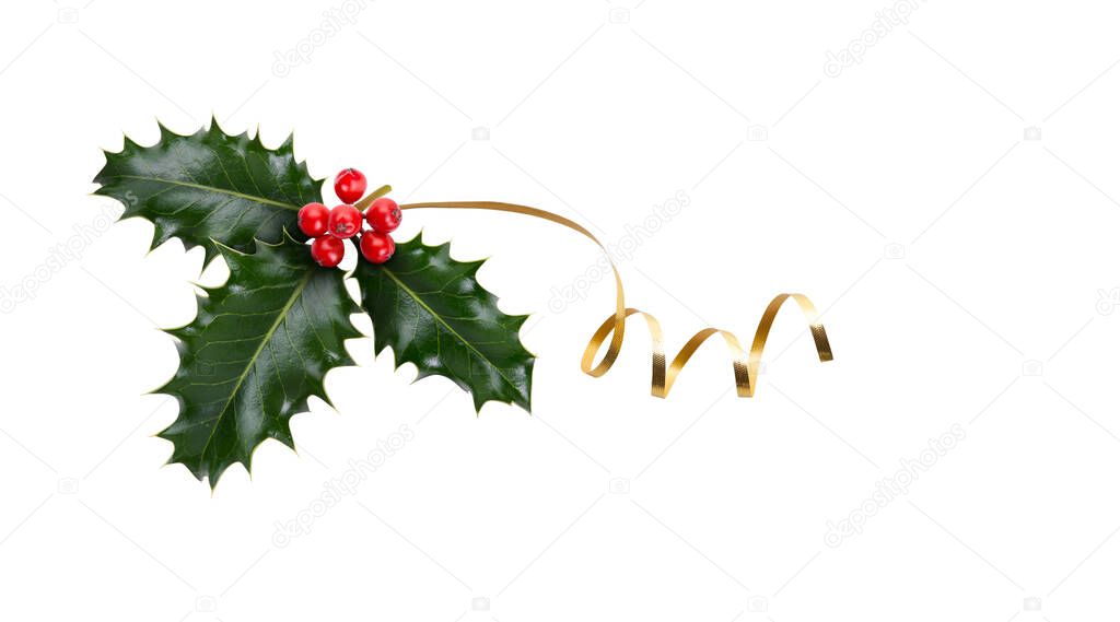 A sprig, three leaves, of green holly and red berries and gold ribbon for Christmas decoration isolated against a white background.