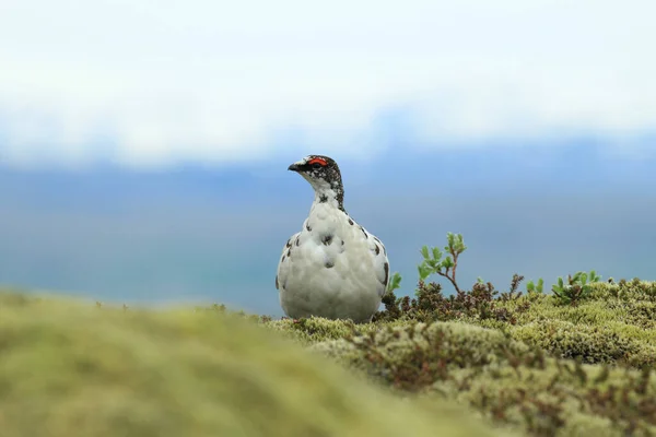 Tarmigan Roca Lagopus Muta Vegetación Similar Tundra Islandia — Foto de Stock