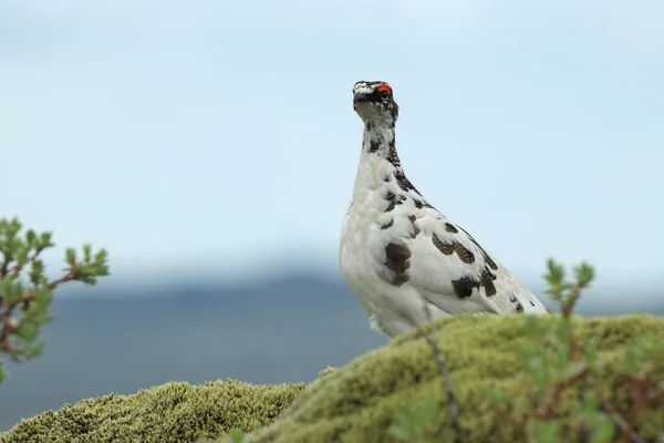 Bergptarmigan Lagopus Muta Tundraliknande Vegetation Island — Stockfoto