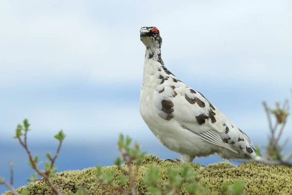 Rocha Ptarmigan Lagopus Muta Vegetação Semelhante Tundra Islândia — Fotografia de Stock