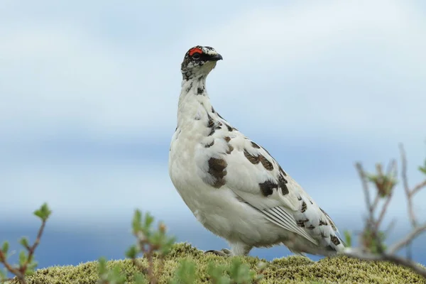 Rocha Ptarmigan Lagopus Muta Vegetação Semelhante Tundra Islândia — Fotografia de Stock