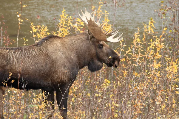 Moose Bull Yucon Καναδάς — Φωτογραφία Αρχείου