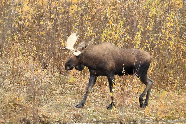 Moose Bull Yucon Καναδάς — Φωτογραφία Αρχείου