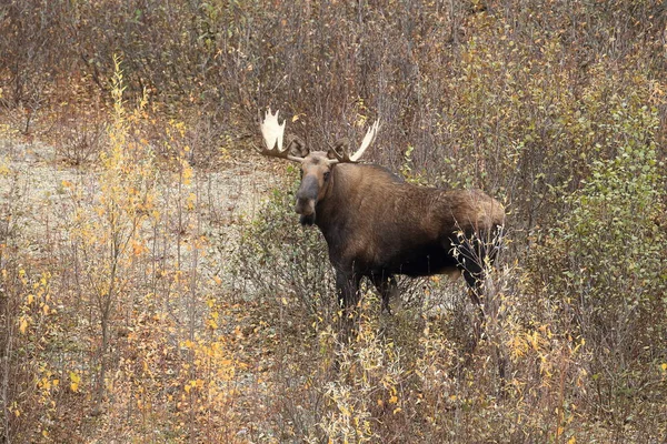 Moose Alces Alces Yucon Καναδάς — Φωτογραφία Αρχείου
