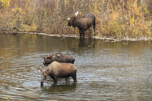 Moose Cow Calf Yucon Καναδάς — Φωτογραφία Αρχείου