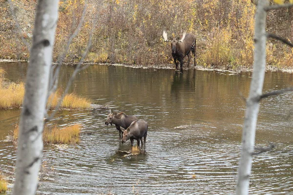 Moose Alces Alces Yucon Καναδάς — Φωτογραφία Αρχείου