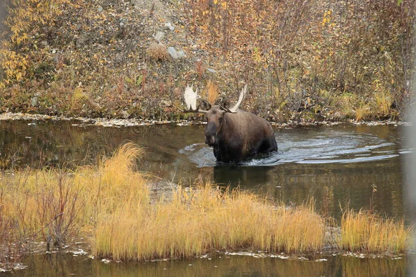 Moose Alces Alces Yucon Καναδάς — Φωτογραφία Αρχείου