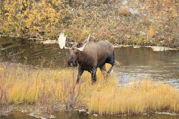 Moose Bull Yucon Καναδάς — Φωτογραφία Αρχείου