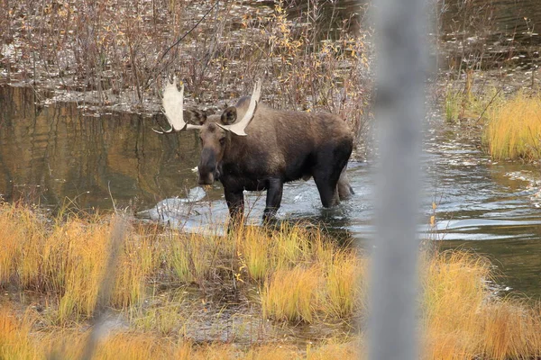 Moose Bull Yucon Καναδάς — Φωτογραφία Αρχείου