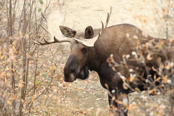 Moose Bull Yucon Καναδάς — Φωτογραφία Αρχείου