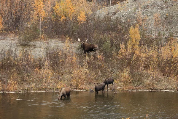 Moose Alces Alces Yucon Καναδάς — Φωτογραφία Αρχείου