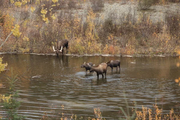 Älg Alces Alces Yucon Kanada — Stockfoto