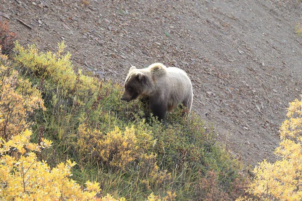 Grizzly Bear Denali Nemzeti Park Alaszka — Stock Fotó