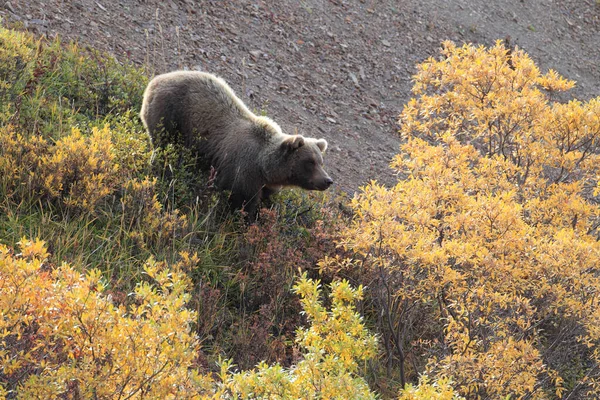 Grizzly Bear Denali National Park Alaska — Photo