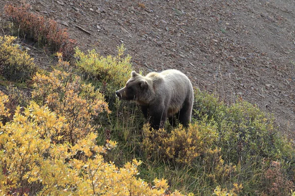 Grizzly Bear Denali National Park Alaska — Photo