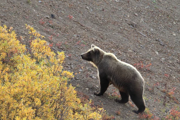 Grizzly Bear Denali Nationalpark Alaska — Stockfoto