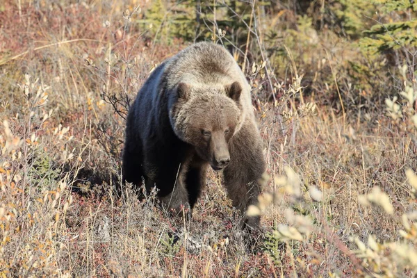 Grizzly Bear Denali Nationalpark Alaska — Stockfoto