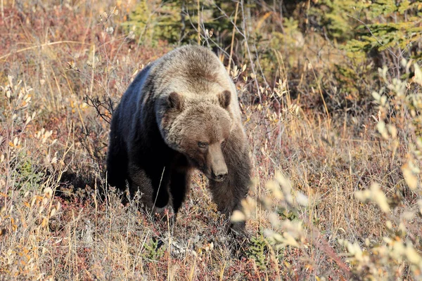 Grizzly Bear Denali National Park Alaska — Photo