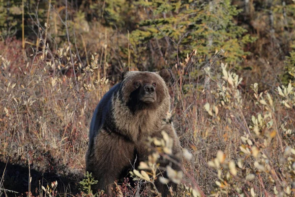 Національний Парк Ґріззлі Ведмідь Аляска — стокове фото