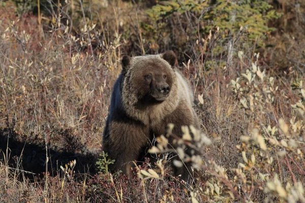 Grizzly Bear Denali National Park Alaska — Photo