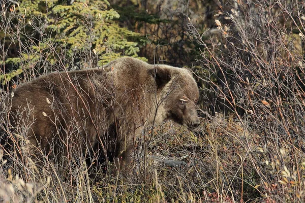 Grizzly Bear Denali National Park Alaska — Photo