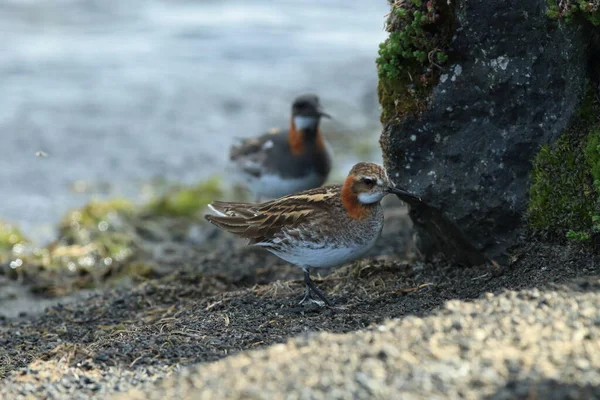 自然生息地のアカゲザル Phalaropus Lobatus Iceland — ストック写真