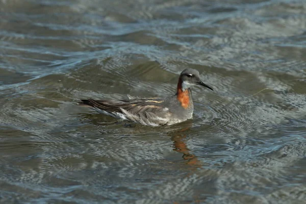 Falarope Dal Collo Rosso Phalaropus Lobatus Nell Habitat Naturale Dell — Foto Stock