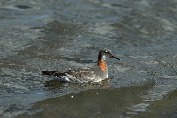 Phalarope Pescoço Vermelho Phalaropus Lobatus Habitat Natural Islândia — Fotografia de Stock