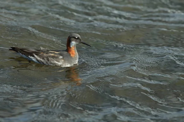 Falarope Dal Collo Rosso Phalaropus Lobatus Nell Habitat Naturale Dell — Foto Stock