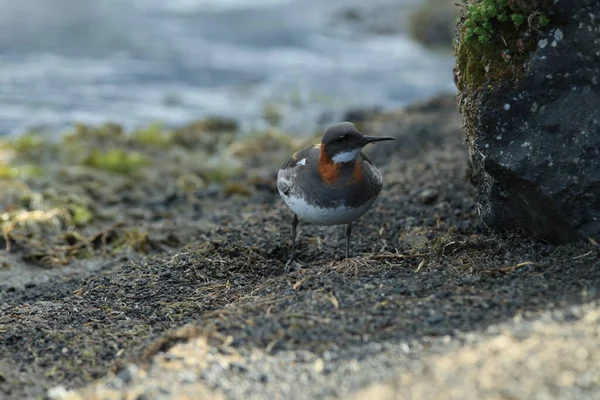 Rothalsphalsarope Phalaropus Lobatus Natürlichen Lebensraum Island — Stockfoto