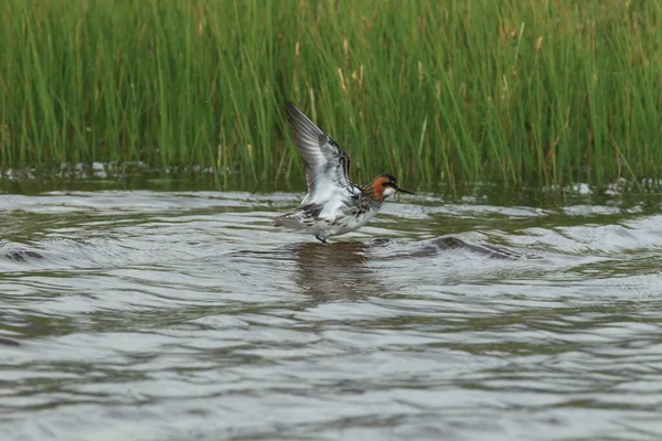 Doğal Yaşam Alanı Zlanda Kırmızı Boyunlu Falarope Phalaropus Lobatus — Stok fotoğraf