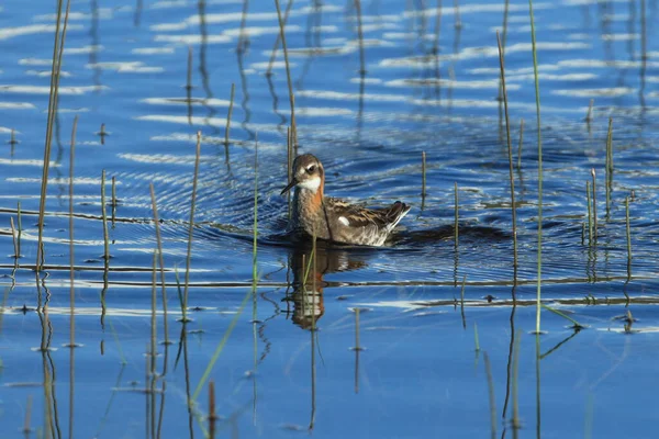 Red Necked Phalarope Phalaropus Lobatus Natural Habitat Iceland — Stock Photo, Image