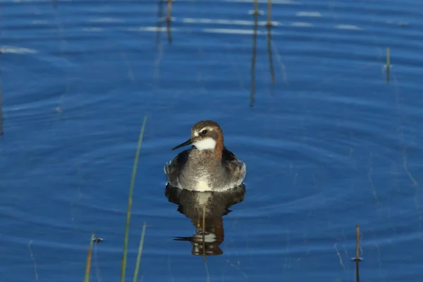 Falarope Dal Collo Rosso Phalaropus Lobatus Nell Habitat Naturale Dell — Foto Stock