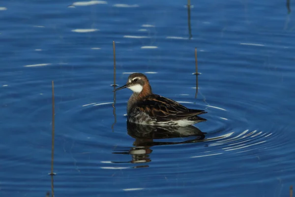 Falarope Dal Collo Rosso Phalaropus Lobatus Nell Habitat Naturale Dell — Foto Stock