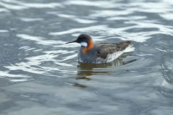 Falarop Czerwoną Szyją Phalaropus Lobatus Siedlisku Przyrodniczym Islandii — Zdjęcie stockowe