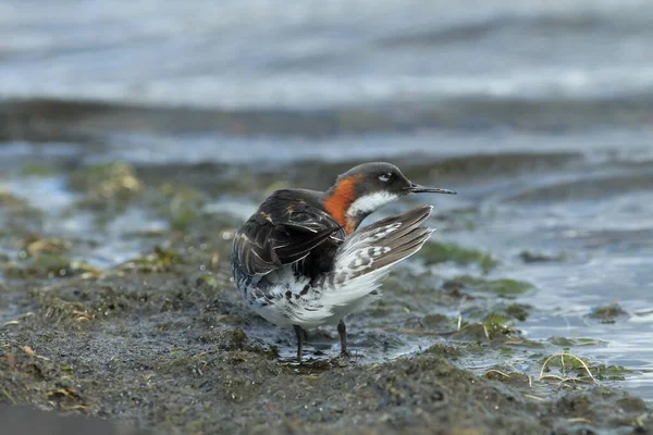 Doğal Yaşam Alanı Zlanda Kırmızı Boyunlu Falarope Phalaropus Lobatus — Stok fotoğraf