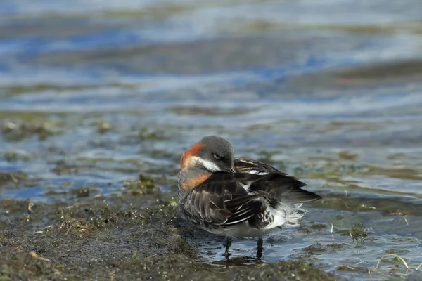 Phalarope Pescoço Vermelho Phalaropus Lobatus Habitat Natural Islândia — Fotografia de Stock